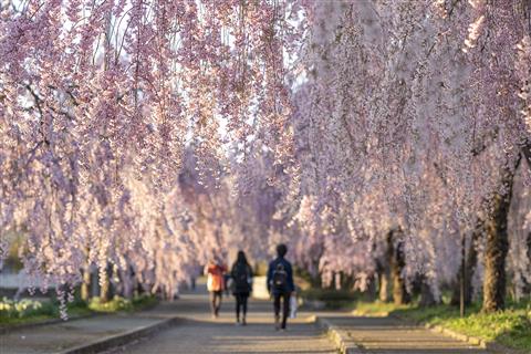 福島県1位：日中線しだれ桜並木(4月頃撮影)